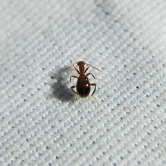 Acanthinus argentinus