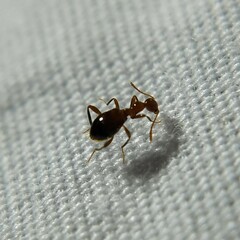 Acanthinus argentinus