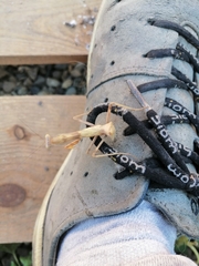 Hierodula transcaucasica