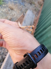 Hierodula transcaucasica