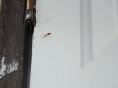 Kalotermitidae