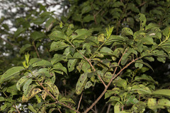 Ilex pedunculosa