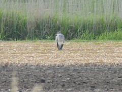 Ardea cinerea