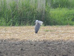 Ardea cinerea