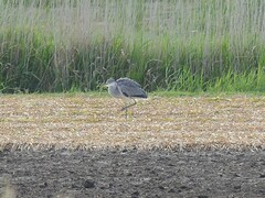 Ardea cinerea
