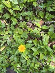 Sphagneticola trilobata