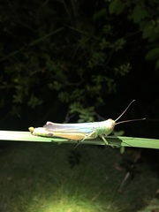 Hieroglyphus tonkinensis