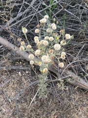 Heterotheca grandiflora