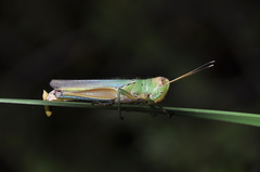 Hieroglyphus tonkinensis