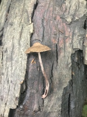 Melanophyllum haematospermum