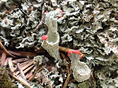 Cladonia coccifera
