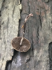 Melanophyllum haematospermum