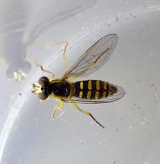 Syrphidae