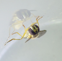 Syrphidae