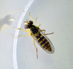 Syrphidae