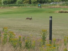 Lepus europaeus