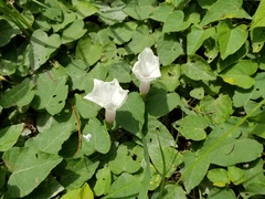 Ipomoea pandurata