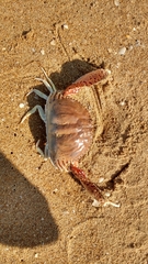 Calappa lophos