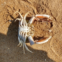Calappa lophos