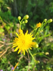 Sonchus arvensis