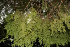 Chamaecyparis formosensis