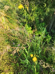 Sonchus arvensis