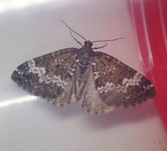 Perizoma alchemillata