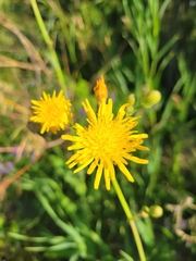 Sonchus arvensis