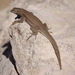 San Pedro Side-blotched Lizard - Photo (c) Jorge H. Valdez, some rights reserved (CC BY-NC), uploaded by Jorge H. Valdez