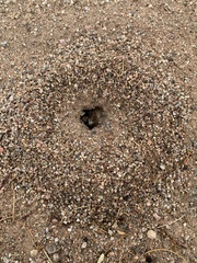 Myrmecocystus mimicus