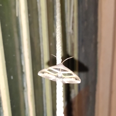 Grammodes geometrica