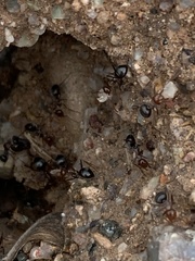 Myrmecocystus mimicus