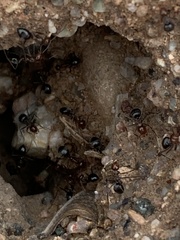 Myrmecocystus mimicus