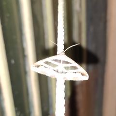 Grammodes geometrica