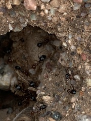 Myrmecocystus mimicus