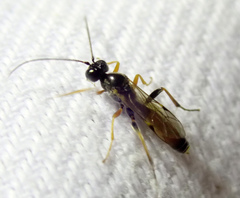 Ichneumonidae