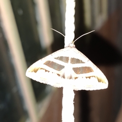 Grammodes geometrica