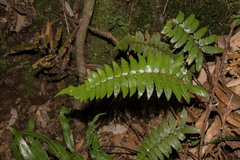 Polystichum prionolepis