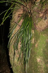 Haplopteris flexuosa