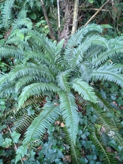 Polystichum munitum