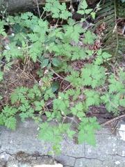 Geranium robertianum