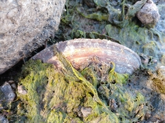 Sinanodonta woodiana