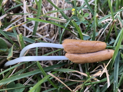 Conocybe deliquescens