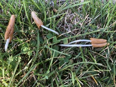 Conocybe deliquescens