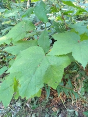 Rubus parviflorus