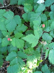 Rubus