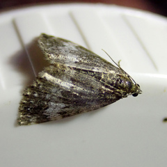 Perizoma alchemillata