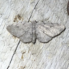 Idaea violacearia