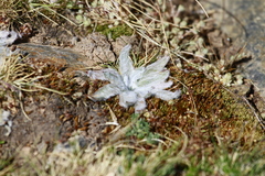Plantago nivalis