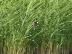 Delichon urbicum